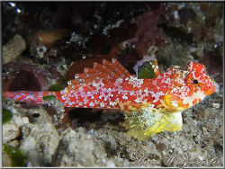 Beautiful little Dragonet (Canon G9, D2000w, UCL165) by Marco Waagmeester 